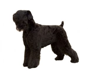 Russian Black Terrier