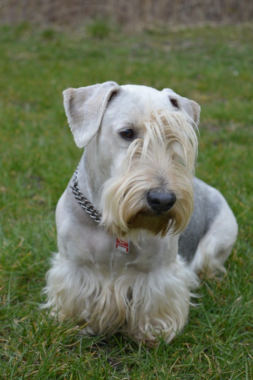 terrier tchèque personnalité