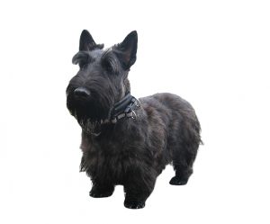 Scotch Terrier