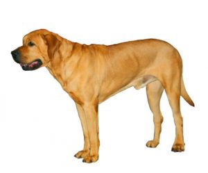 tosa inu