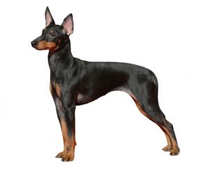 black and tan english toy terrier