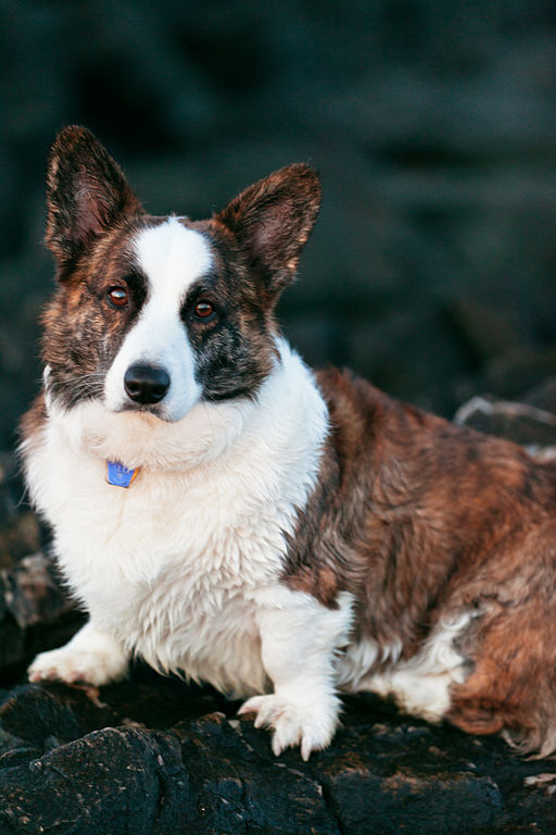 welsh corgi cardigan personnalité