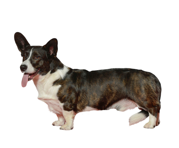 chaqueta de corgi galesa