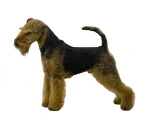 welsh terrier