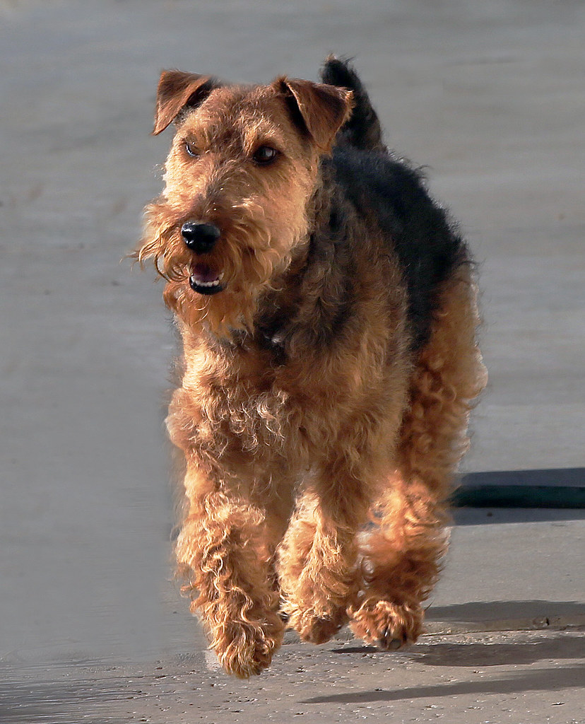 welsh terrier personnalité