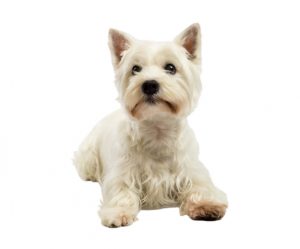 west highland white terrier