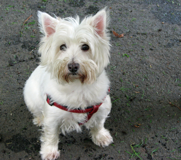 west highland white terrier personnalité