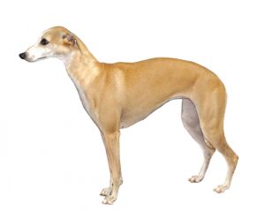 whippet
