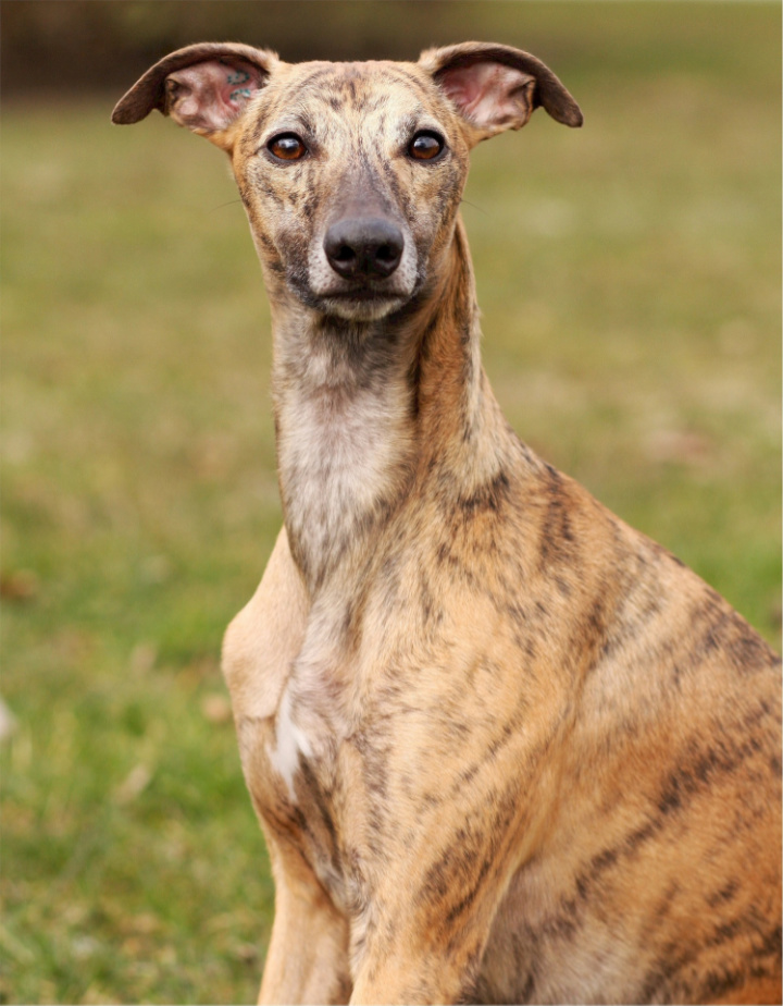whippet personnalité