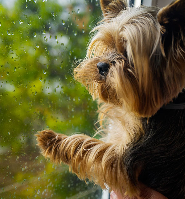 Yorkshire Terrier