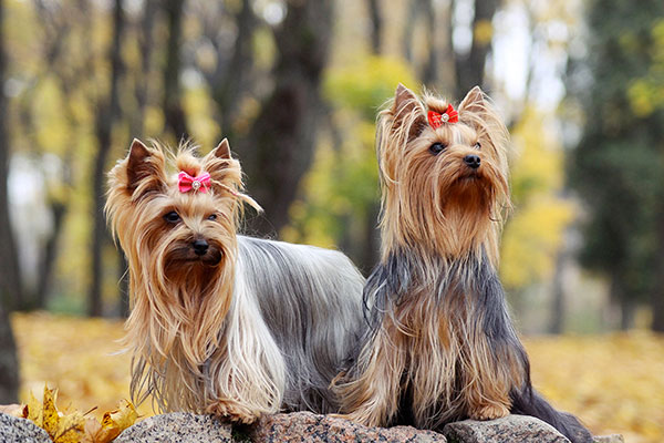 2 yorkshire terrier assis
