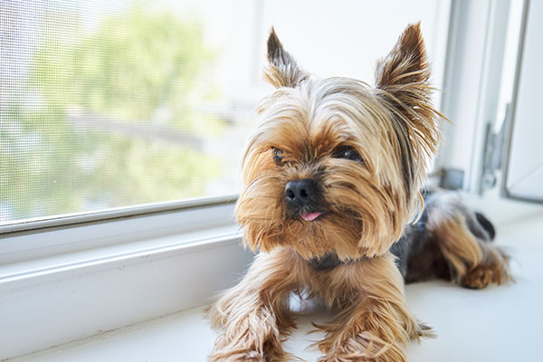 petite langue du yorkshire terrier