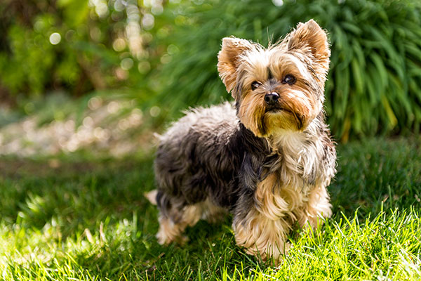 yorkshire terrier dans le jardin