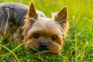 la pequeña cara del yorkshire terrier