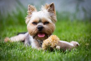 yorkshire terrier con un juguete