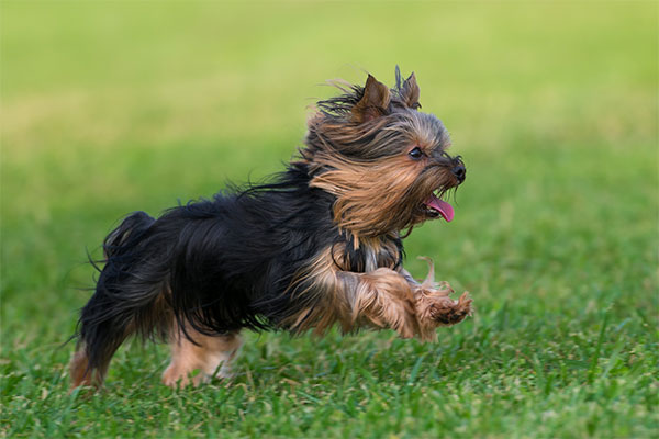yorkshire terrier qui court