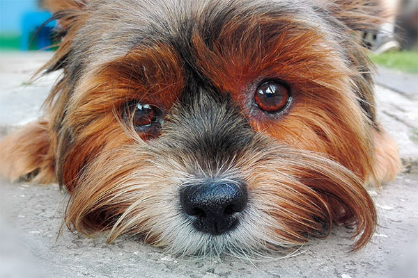 tête du yorkshire terrier
