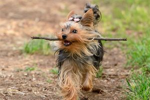 el yorkshire terrier juega con un palo