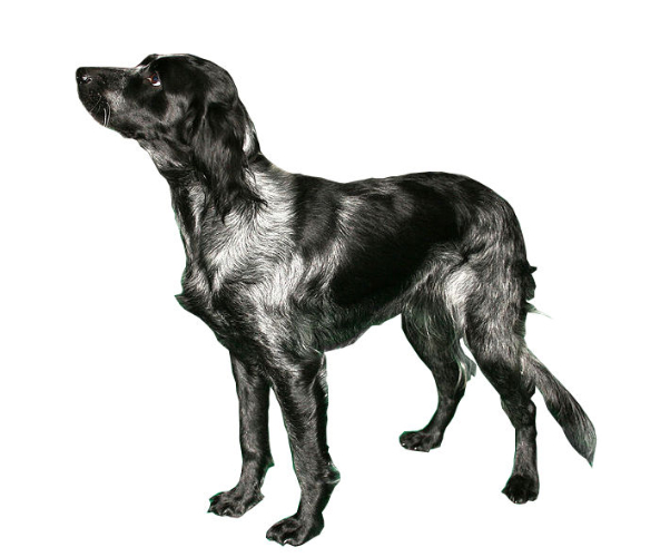 spaniel de picardía azul