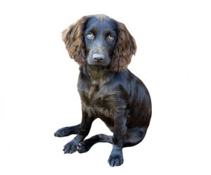 boykin spaniel