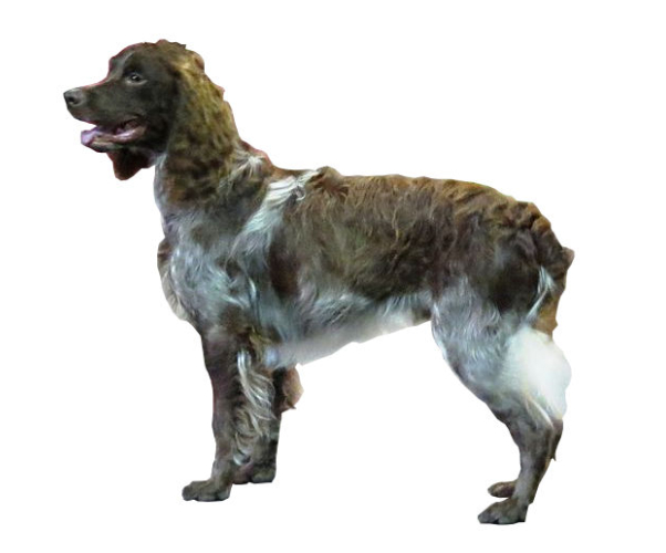 cocker spaniel común