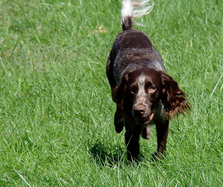 épagneul de saint-usuge personnalité