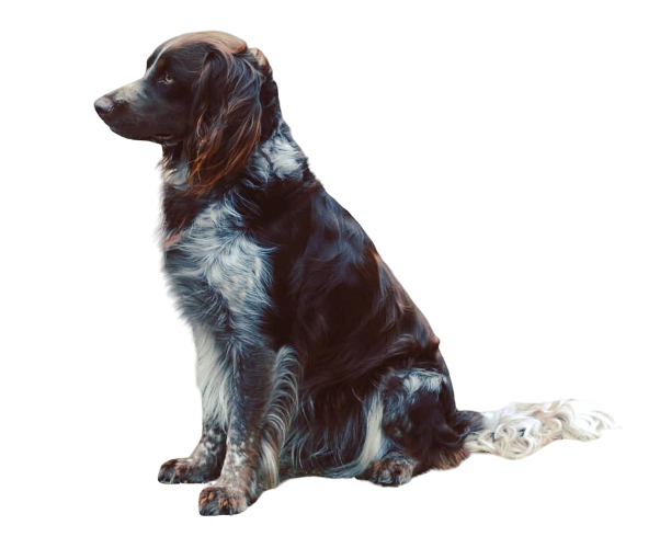 santuario spaniel