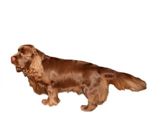 sussex spaniel