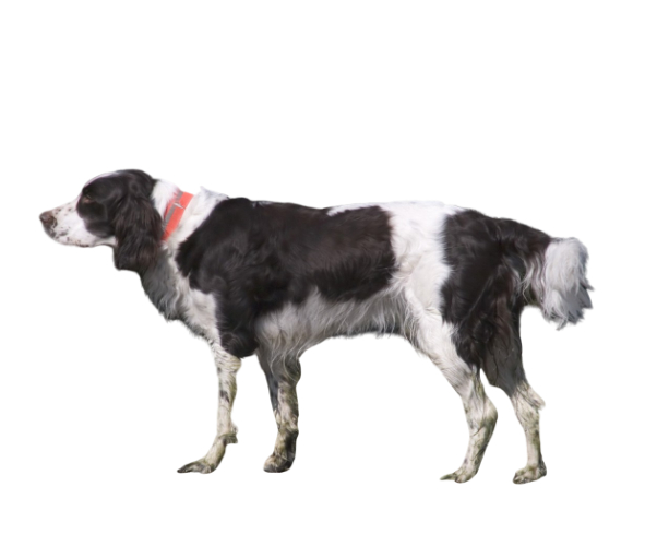 French spaniel