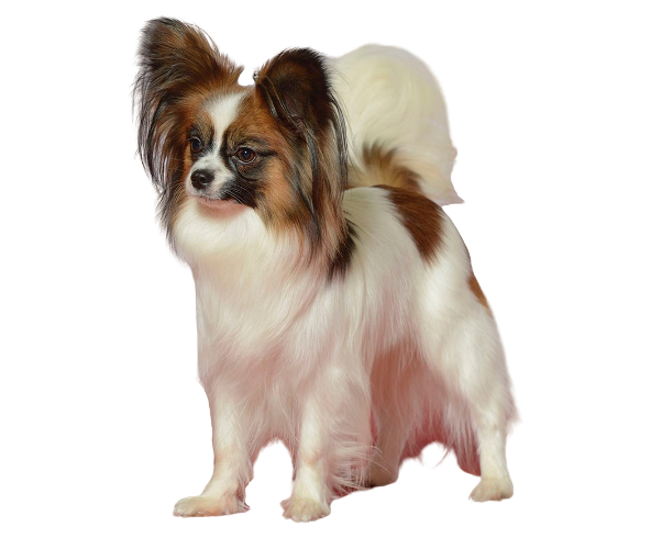mariposa spaniel
