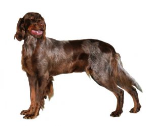 picardy spaniel
