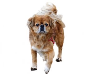 Spaniel tibetano