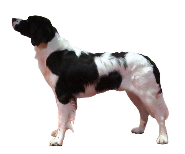 drente partridge spaniel