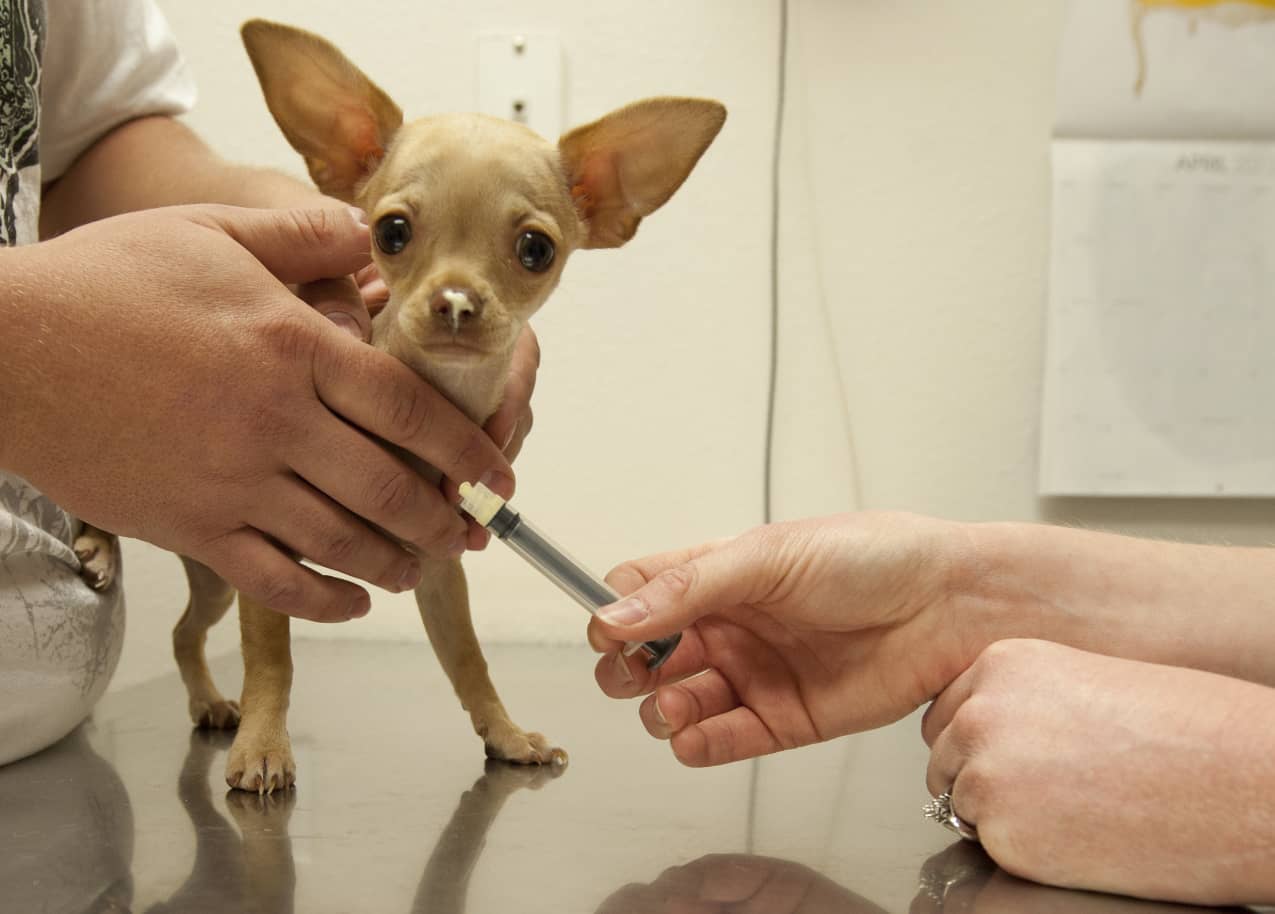 Les vaccins chez le chien