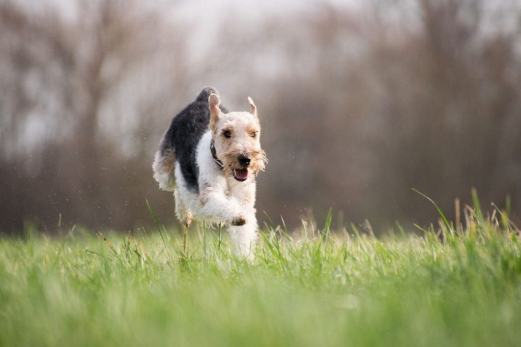 cloture electrique pour chien avis comparatif