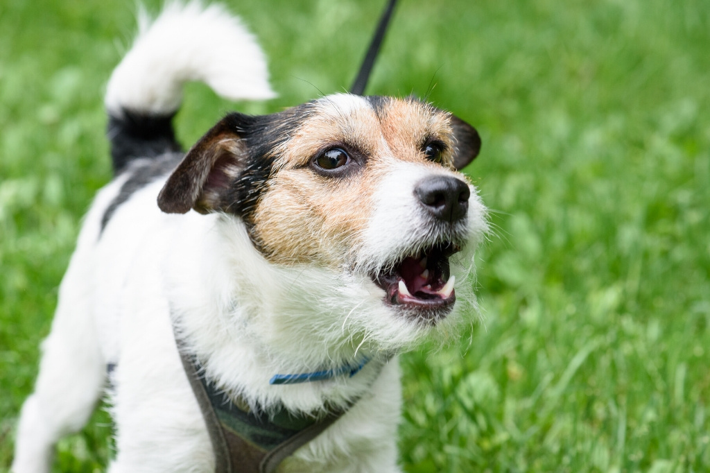 collier anti aboiement chien
