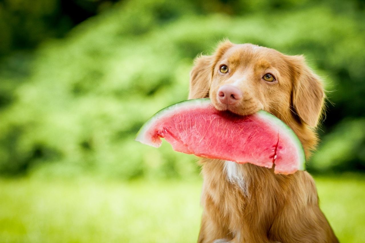 Can my dog eat watermelon?