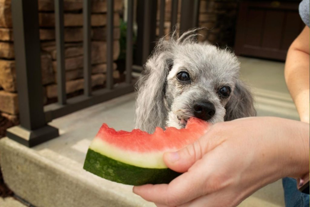 peut on donner de la pastèque a un chien