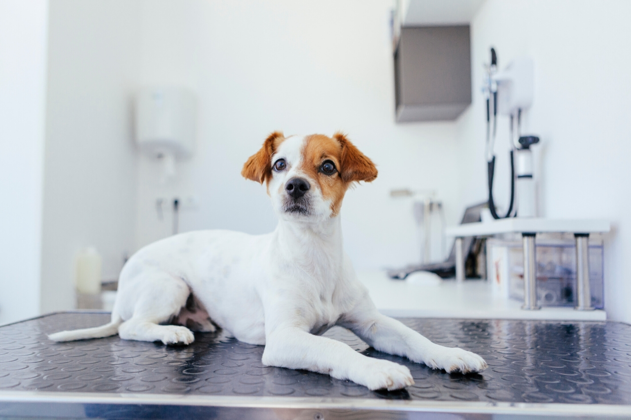 vaccins examens risques sanitaires voyage chien