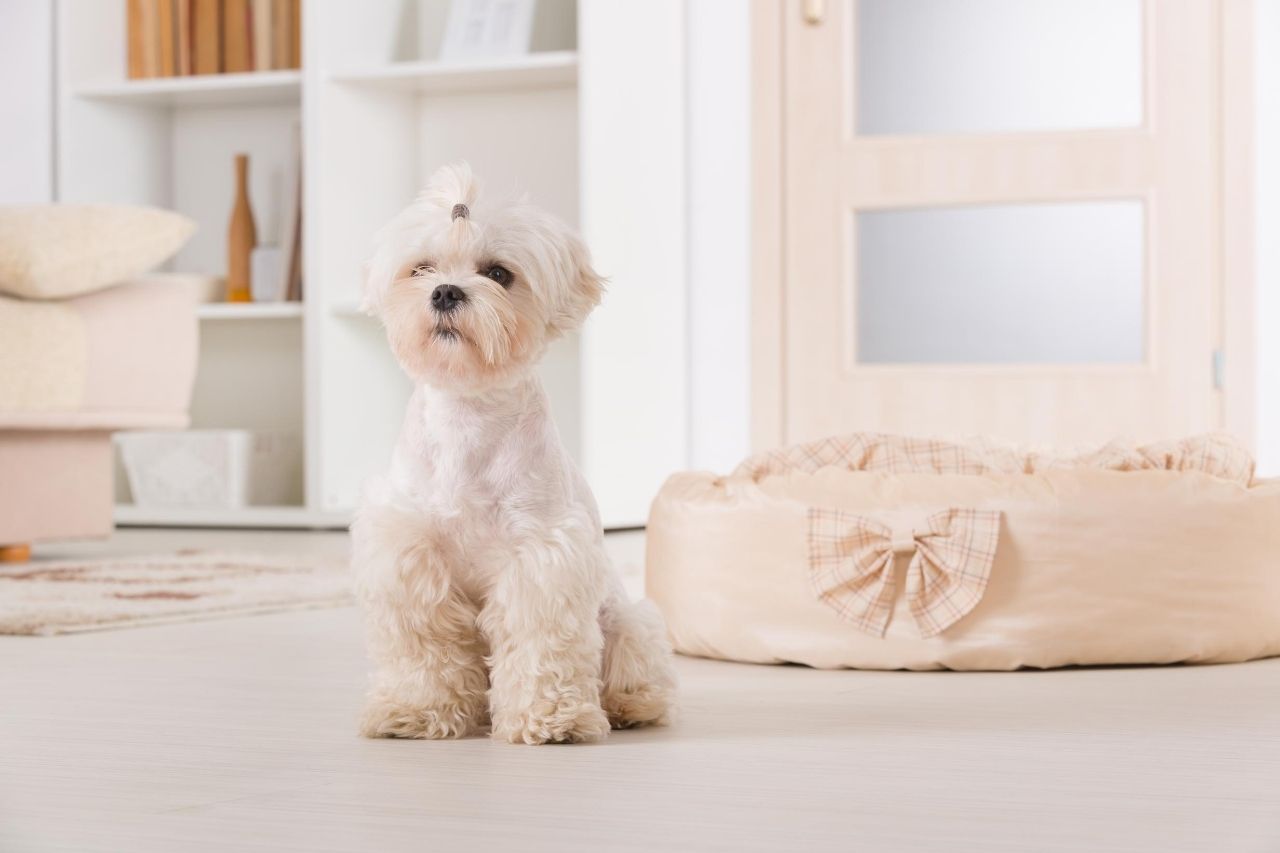 adoptar un perro pequeño