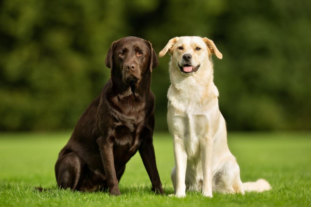 10 dog breeds that are easy to train