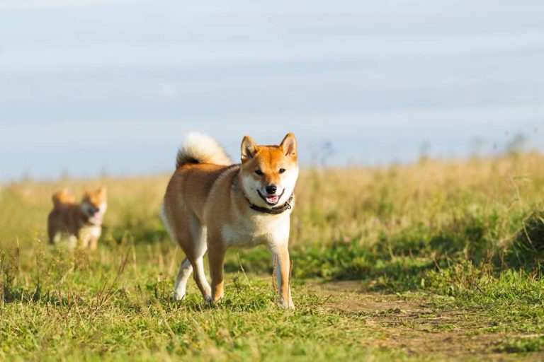8 races japonaises de chiens à découvrir