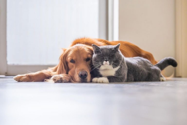 10 dog breeds that get along well with cats