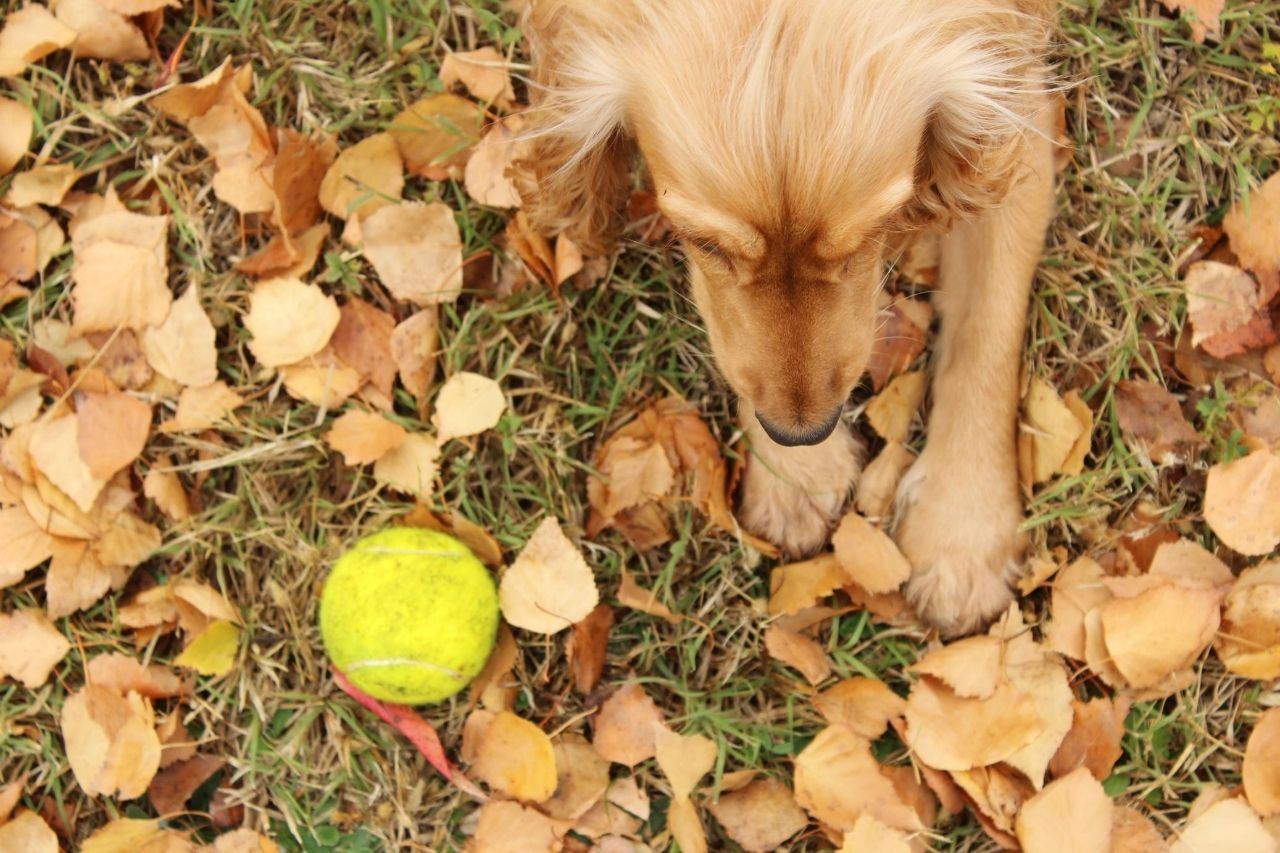 balle de tennis chien