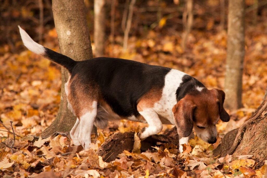 beagle caza