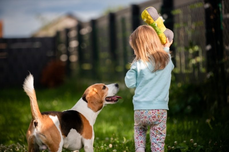 beagle dog for kids