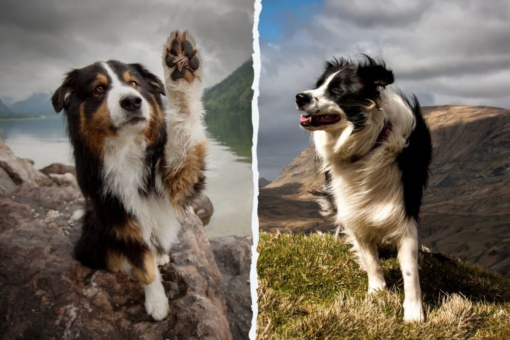 berger australien border collie