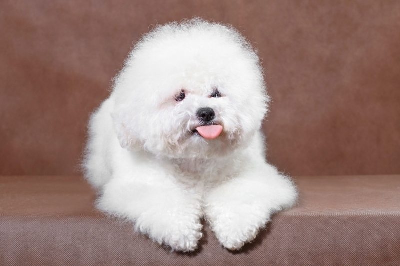 bichon frise best family dog