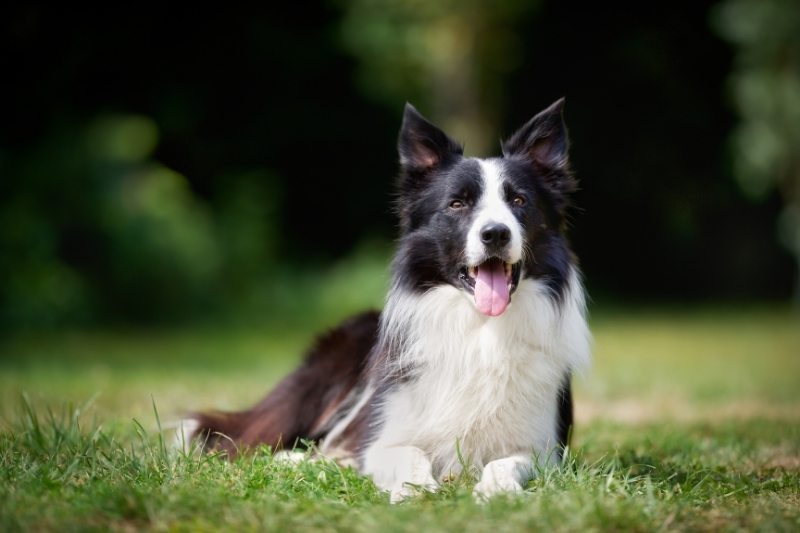 border collie laying down