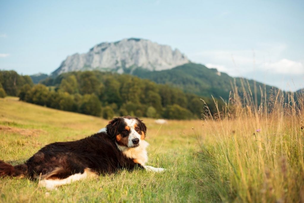 Perro Boyero de Entlebuch